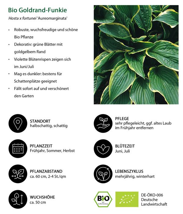 Bio Goldrandfunkie 'Aureomarginata'