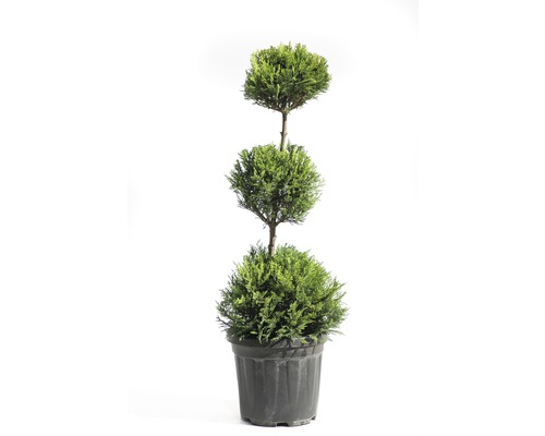Gele Leylandcipres 3 Bol FloraSelf Cupressocyparis leylandii 'Castlewellan Gold' H 60-80 cm Co 10 L