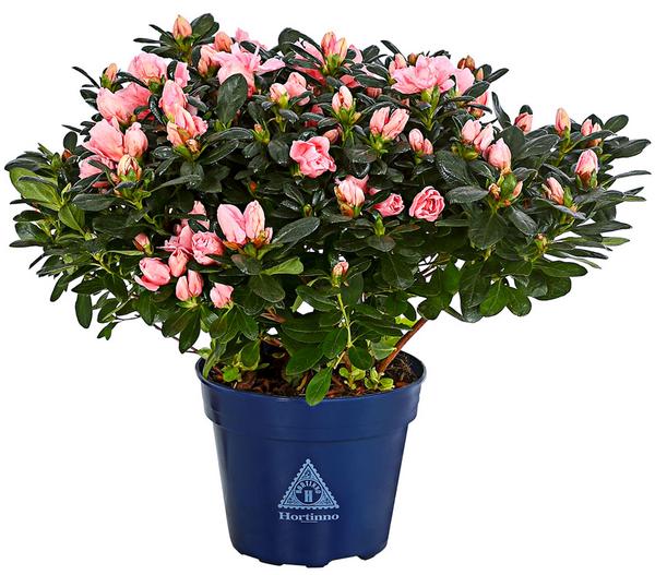 Zimmerazalee - Rhododendron simsii