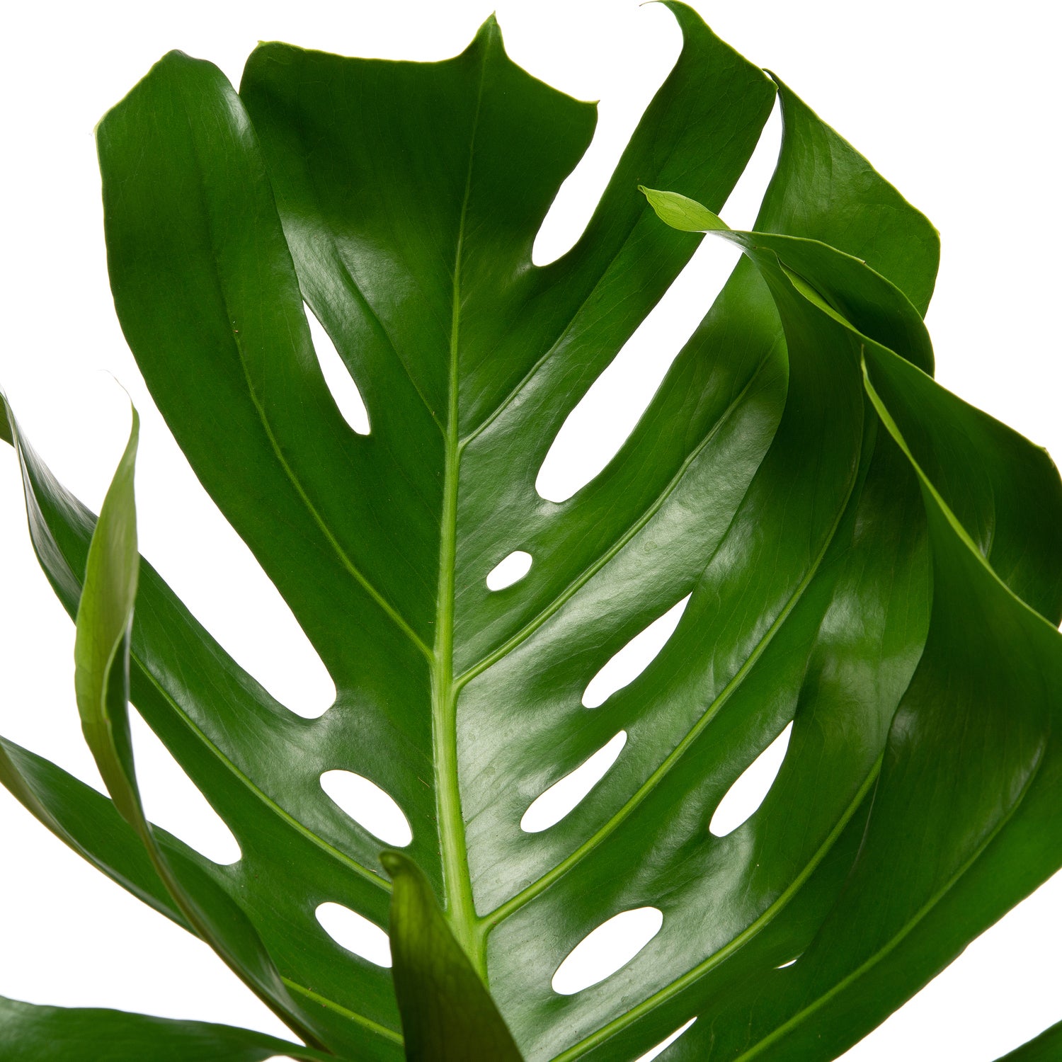 Gatenplant (Monstera pertusum) D 27 H 150 cm