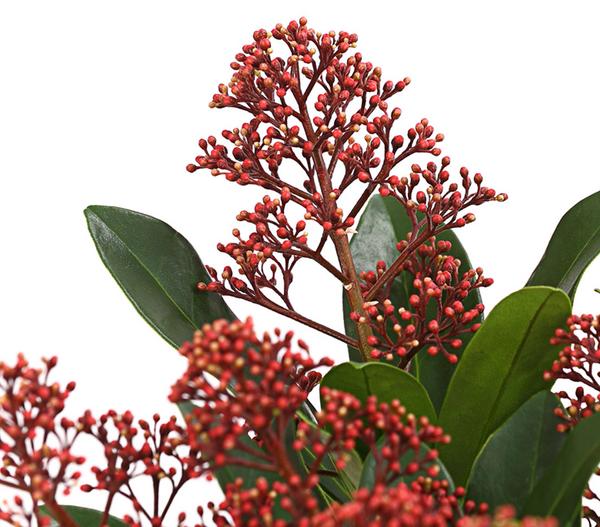 Blütenskimmie 'Rubella'