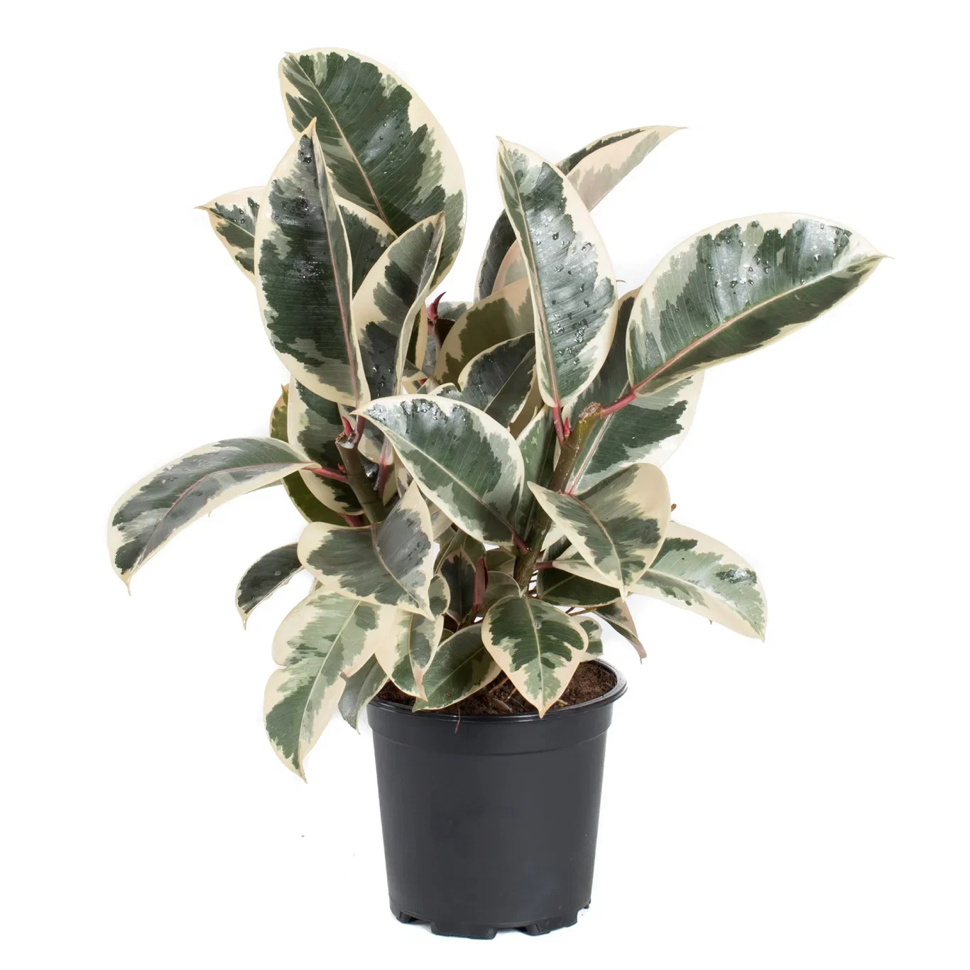 Ficus elastica 'Tineke' Gummifiken 'Tineke' Høyde 50 cm