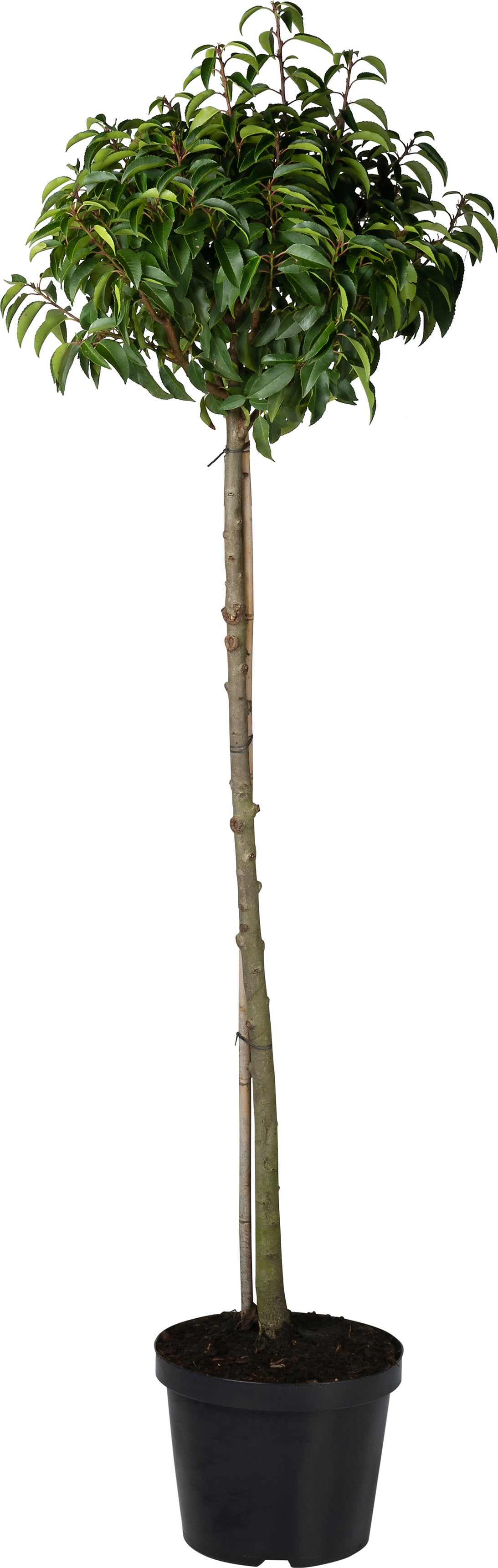 Portugese Laurier (Prunus lusitanica 'Angustifolia') D 27 H 80 cm