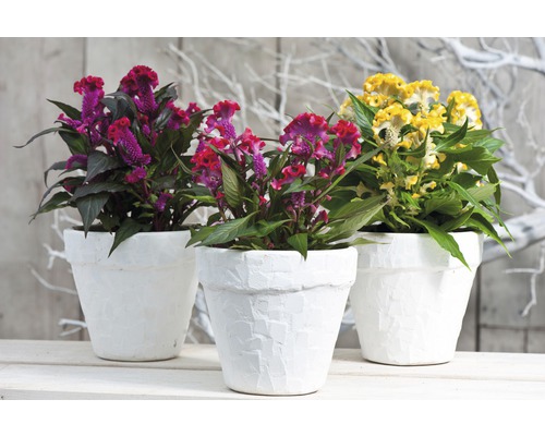 Silver Cockle FloraSelf Celosia argentea 'Hot Topic' Ø 16 cm pot
