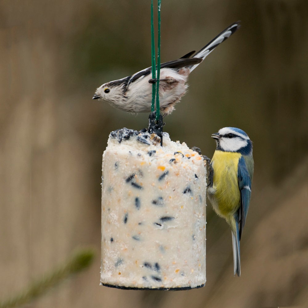Vogelbescherming Nederland vetbol zaden 500 g