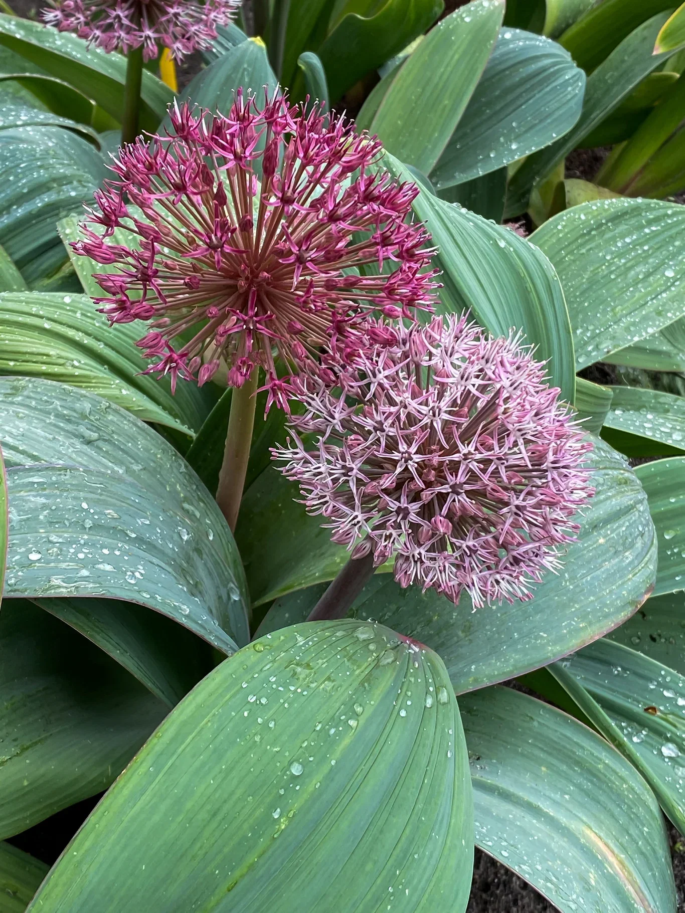 Allium karataviense 'Red Giant' Kuleløk 'Red Giant'