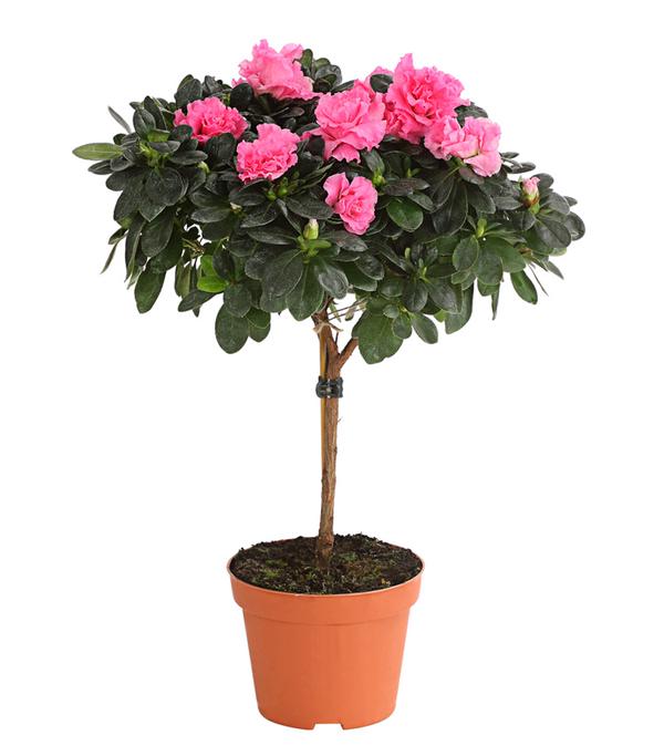 Zimmerazalee - Rhododendron simsii,