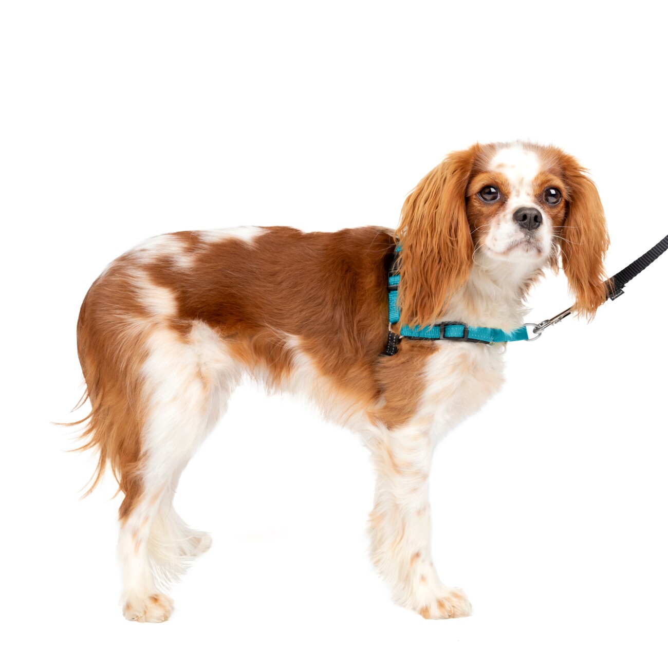 PetSafe Easy Walk Deluxe-Hundegeschirr S