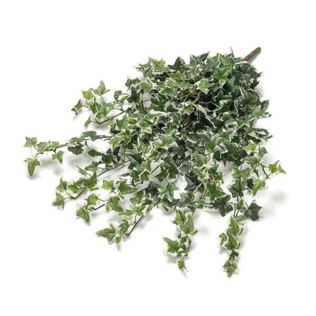 Knorr Prandell Efeubusch, grün