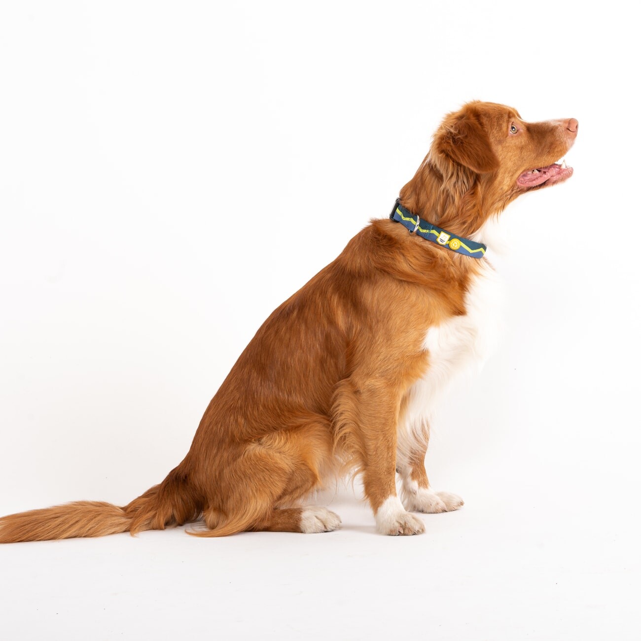 Woolly Wolf Halsband Horizon Deep Teal Mix XS
