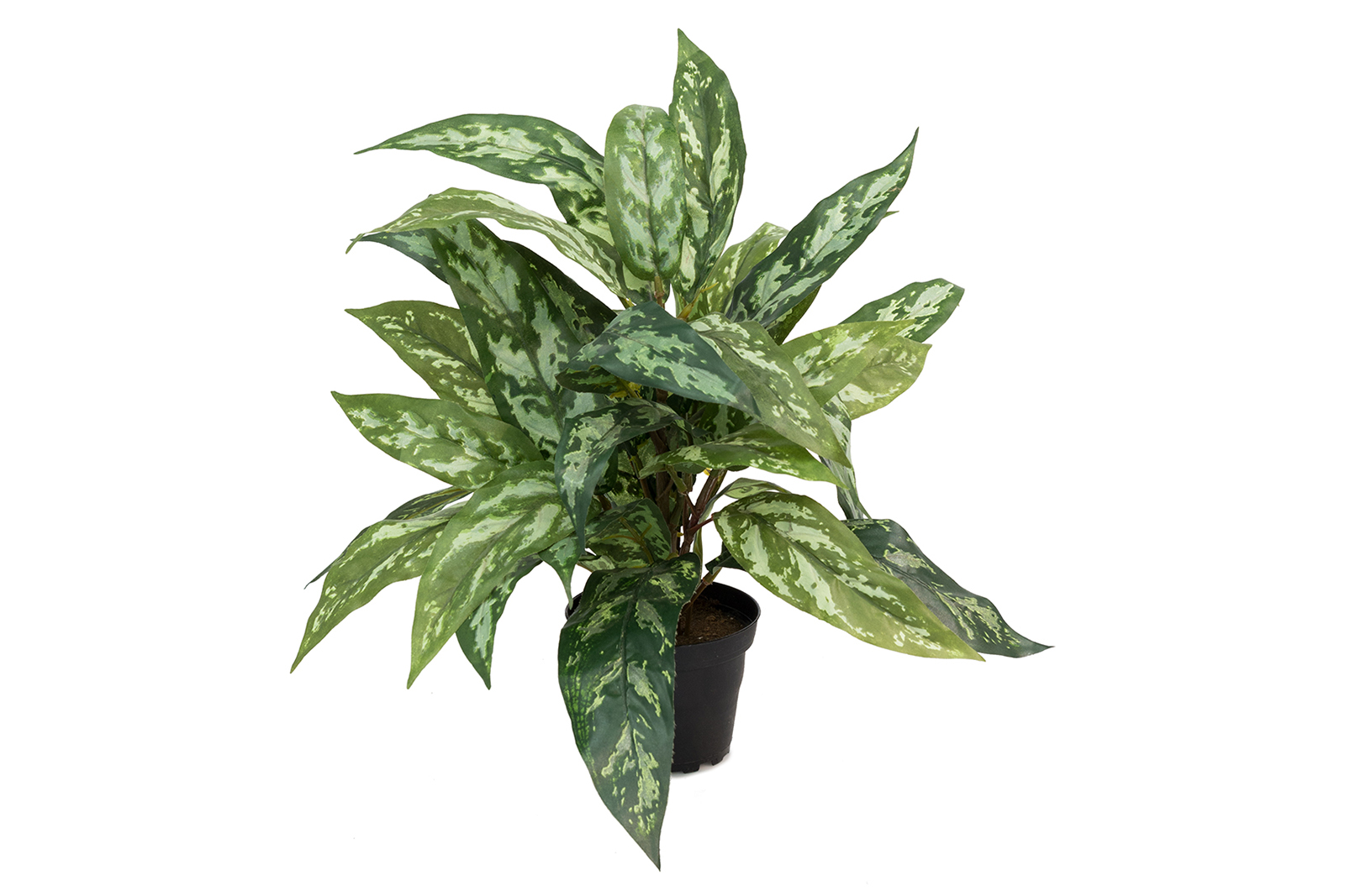 Aglonema potteplante Grønn H35 cm