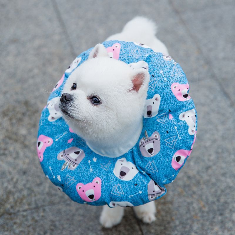 Cissilli - Print Pet Recovery Collar