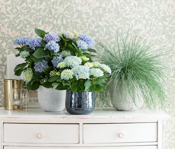 Blauschwingel 'Intense Blue'