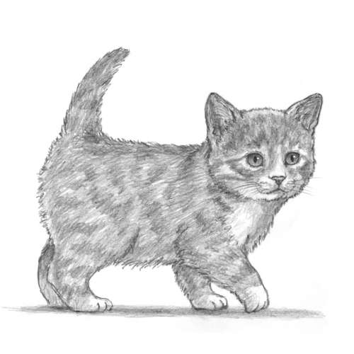 Die Kunst des Zeichnens für Kinder - Ich zeichne Katzen