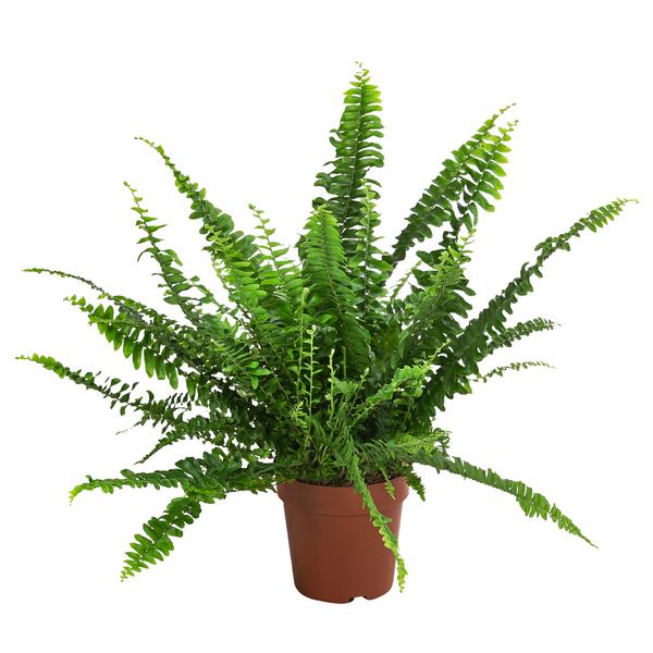 Schwertfarn - Nephrolepsis exaltata, 3er-Set