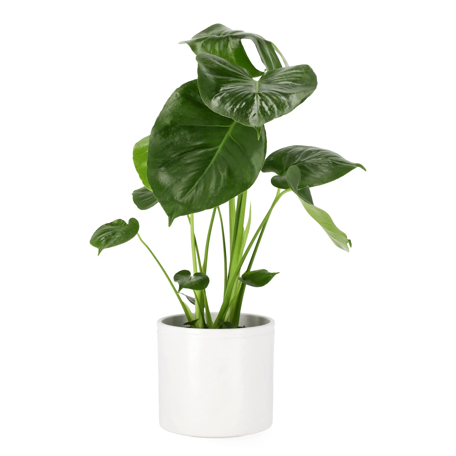 Monstera deliciosa Monstera 'deliciosa' Høyde 60 cm