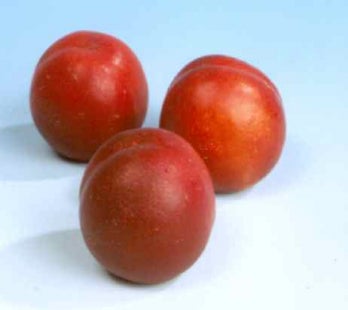 Biologische Nectarine (Prunus persica 'Nucipersica') D 26 H 150 cm