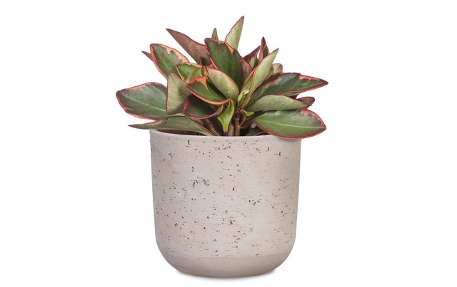 Scheurich Blumentopf »Basalto«