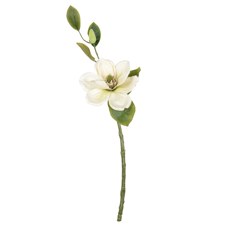 Branche magnolia 'Harvest Moon' crème