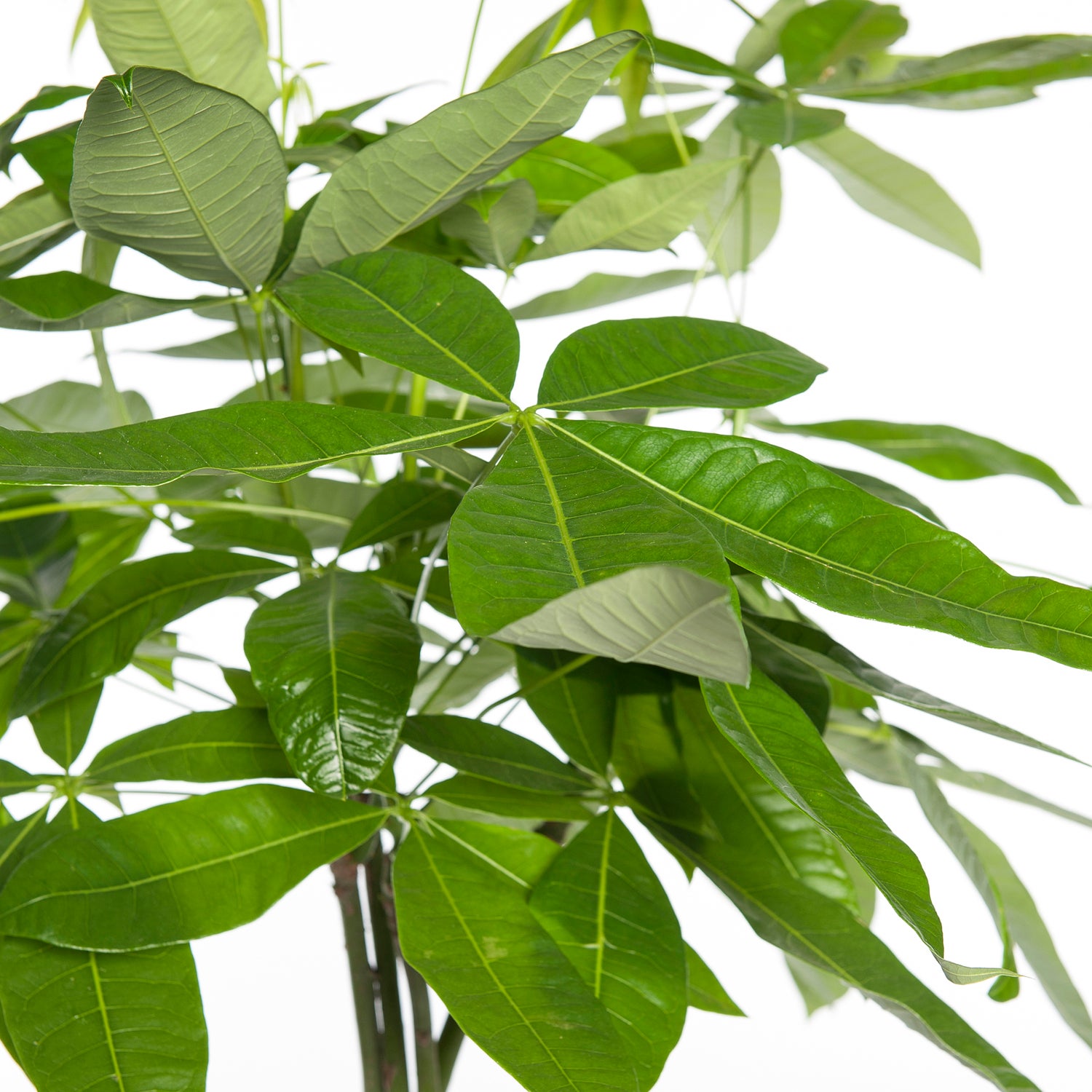 Geldboom (Pachira aquatica) D 21 H 100 cm