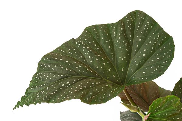 Forellenbegonie - Begonia maculata 'Wings'