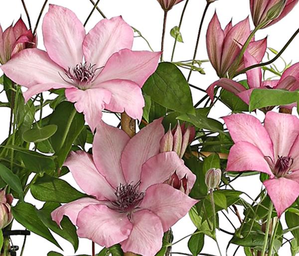Waldrebe - Clematis, Rankhilfe