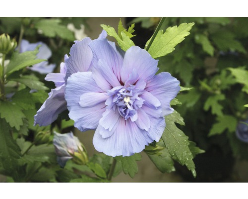 Tuinhibiscus FloraSelf Hibiscus syriacus 'Blue Chiffon' H 50-60 cm Co 4,5 L halfdubbele bloemen