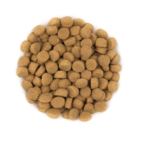 AVANTIS Ração gourmet para cães adultos com cordeiro e arroz