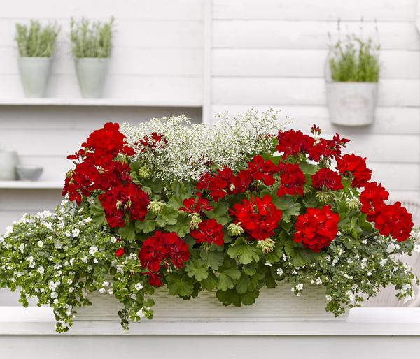 Bodendeckergeranie 'Rubin'