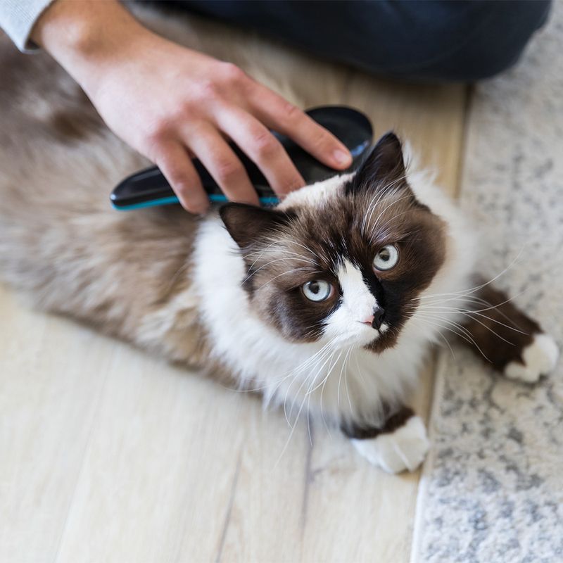 Brosse douce Trixie