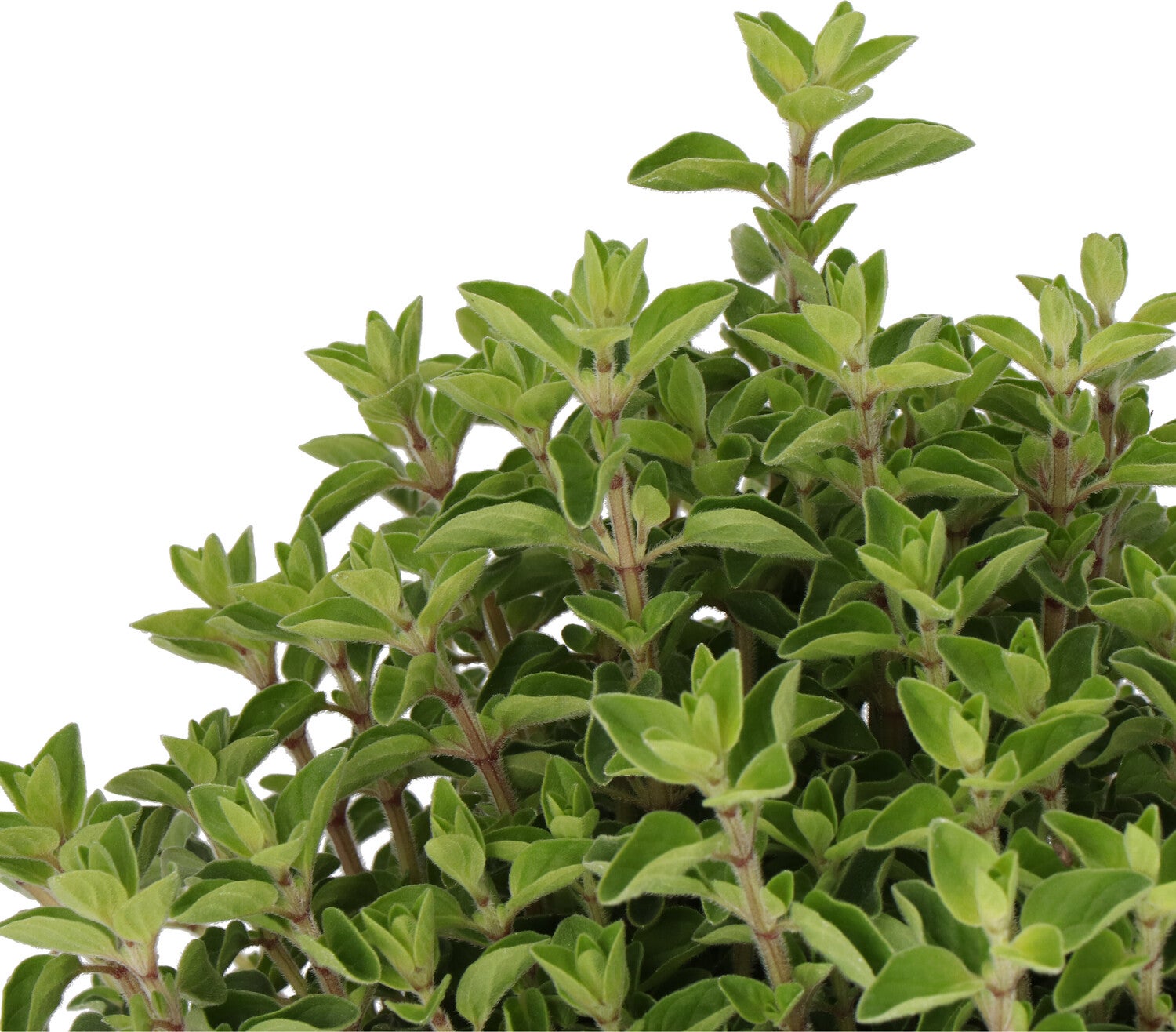 Biologische Oregano (Origanum vulgare) D 14 H 10 cm