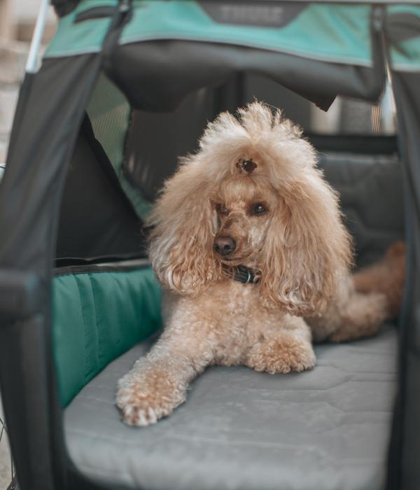 THULE® Bexey Hundebett für Fahrradanhänger