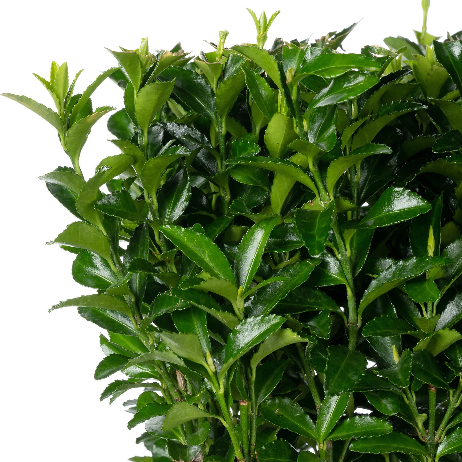 Japanse Kardinaalsmuts (Euonymus japonica 'Green Spire') D 17 H 45 cm