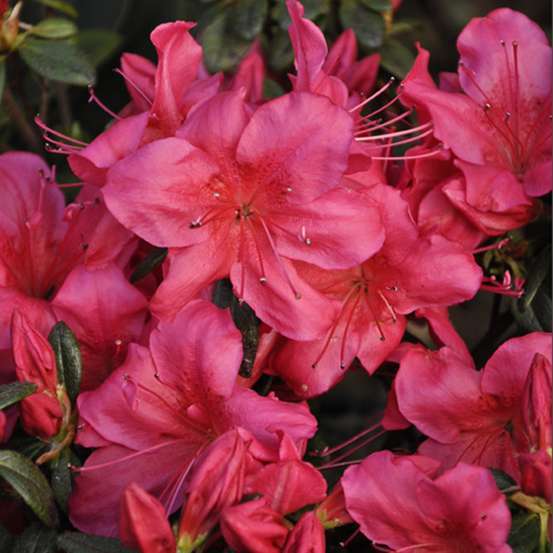 Azalea japonica 'Arabesk', 7.5 litres (rouge cerise)