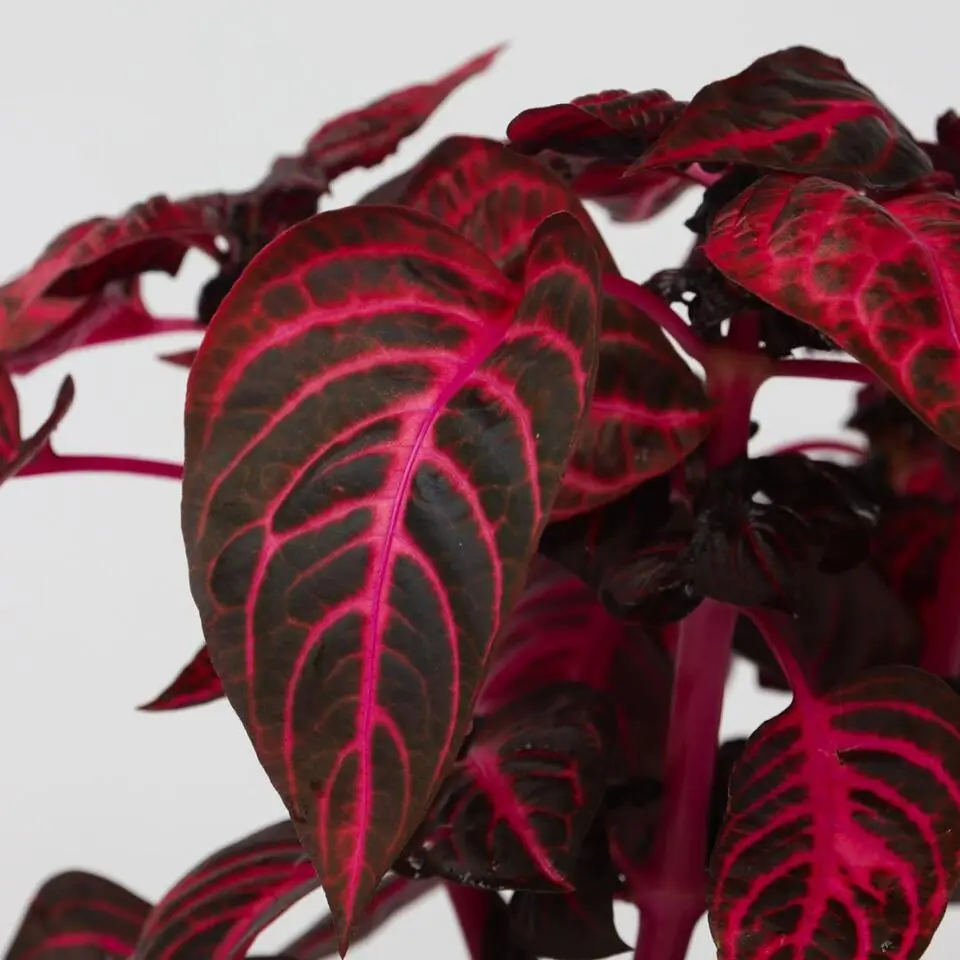 Biefstukplant - Iresine herbstii - Hoogte 20-30cm - ⌀13cm