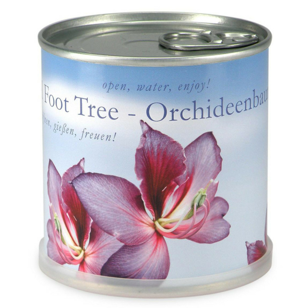 Orchidée à faire pousser en boite