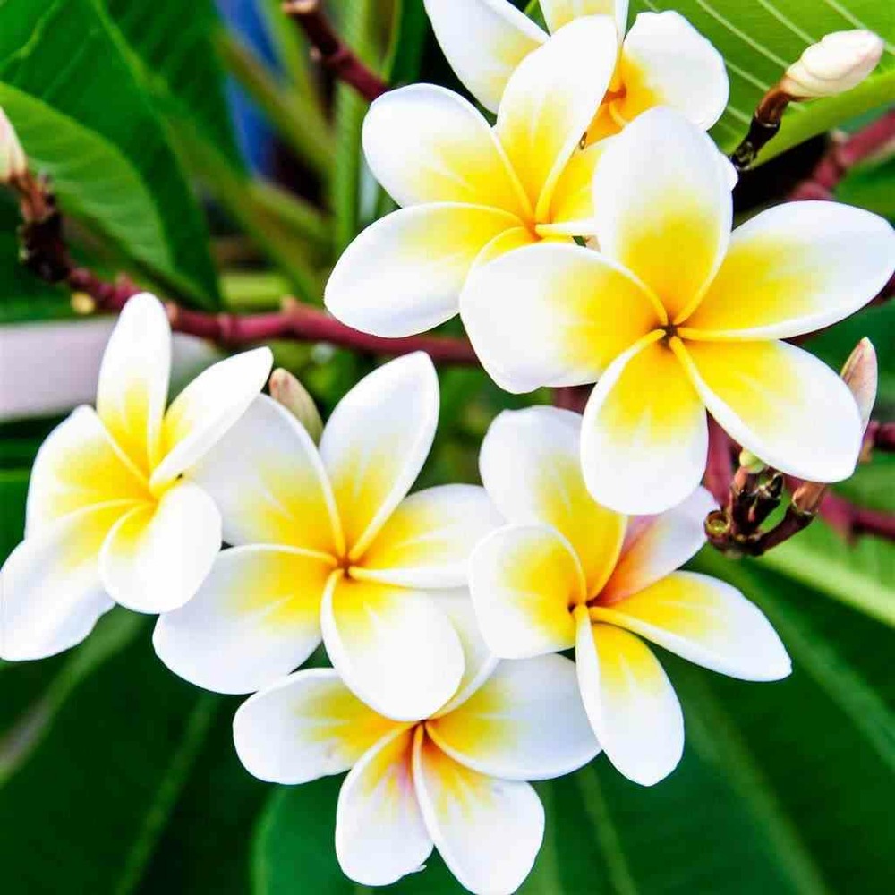 Plumeria rubra blanc a coeur jaune (frangipanier) blanc - taille pot de 40 litres - 130/150 cm