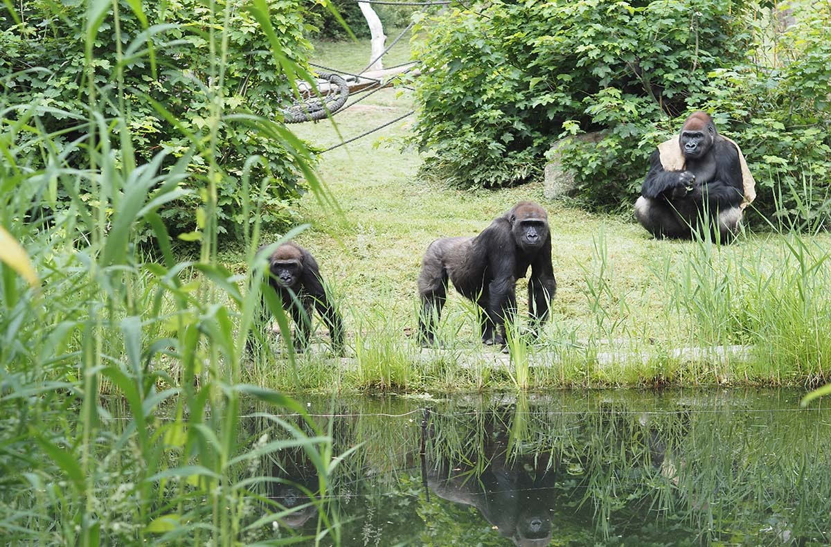 Lunch & Zoo Leipzig für 2
