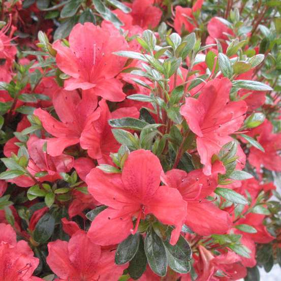 Azalea japonica 'Orange Beauty':5 litres (orange saumoné)