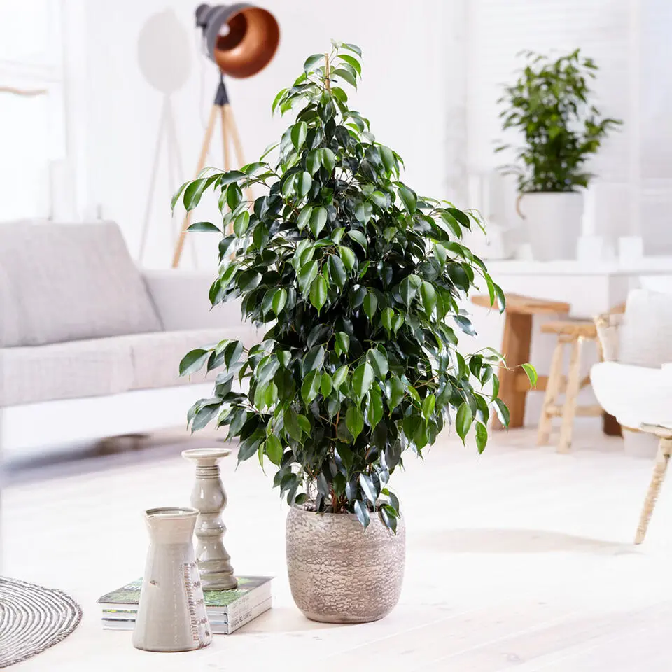 Treurvijg - Ficus benjamina 'Danielle' - Hoogte 100-110cm - ⌀21cm