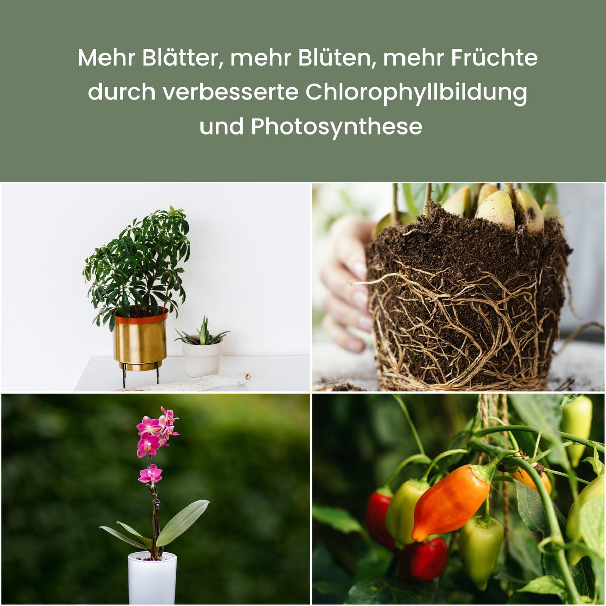 Parus by Venso SUNLITE XL LED Full Spectrum Plantenlamp Wit 25W Binnenplantenverlichting, met uitschuifbare telescopische paal, Parus plantenlamp voor grote en kleine kamerplanten