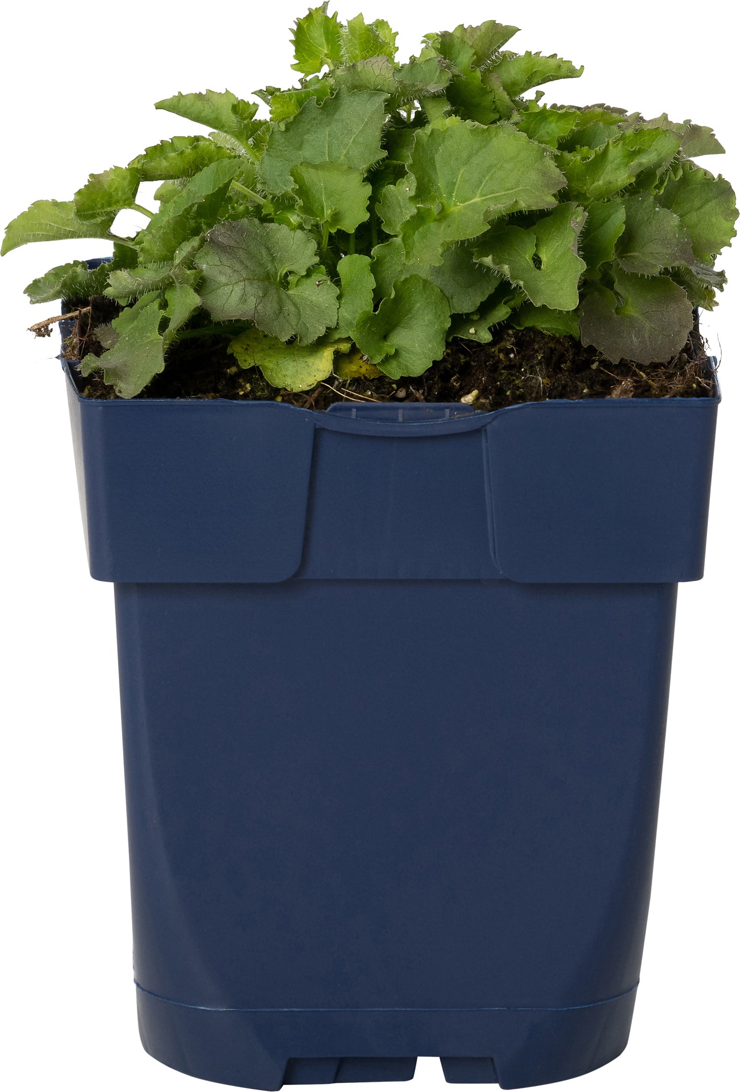 Klokjesbloem (Campanula carpatica 'Blaue Clips') D 11 H 20 cm