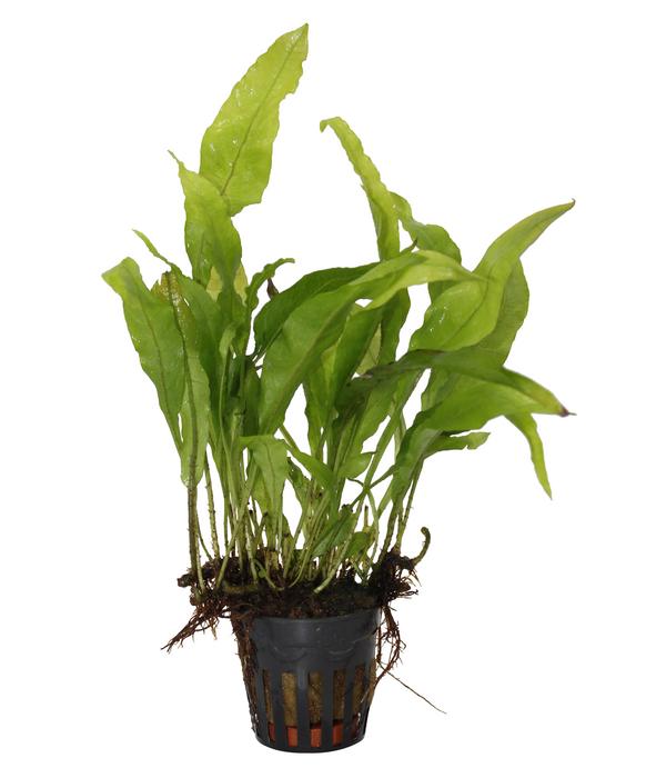 Dehner Aqua Premium Javafarn - Microsorum
