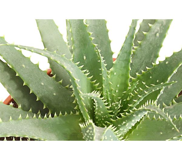 Tintenfisch-Aloe - Aloe arborescens