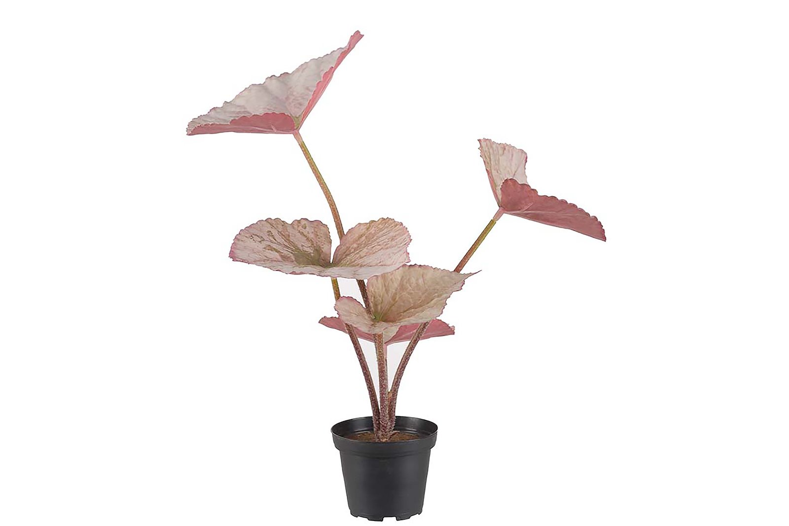 Rexbegonia potteplante Rosa. H35 cm