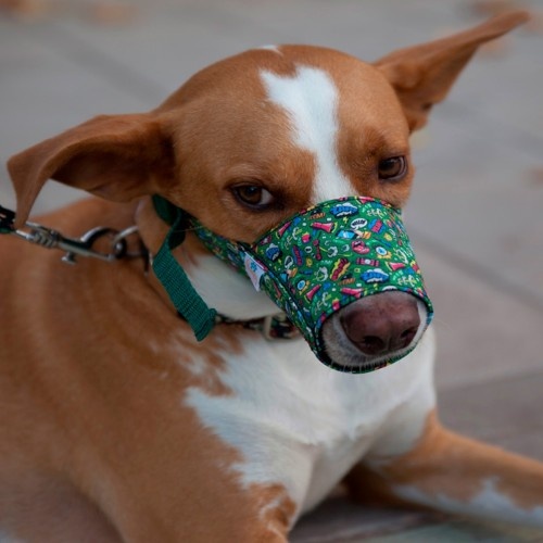 Focinheira para cães Pamppy Comic Mouth, multicolorida