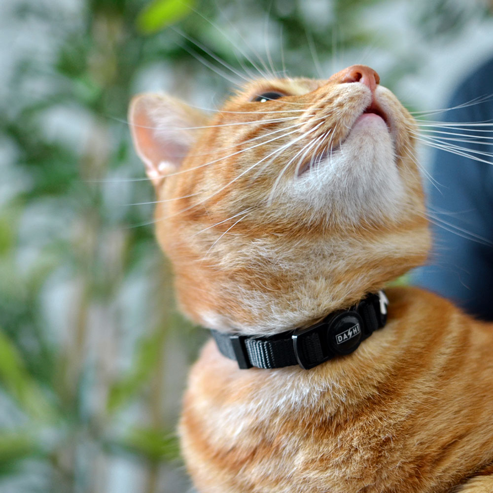 Coleira preta de náilon para gatos