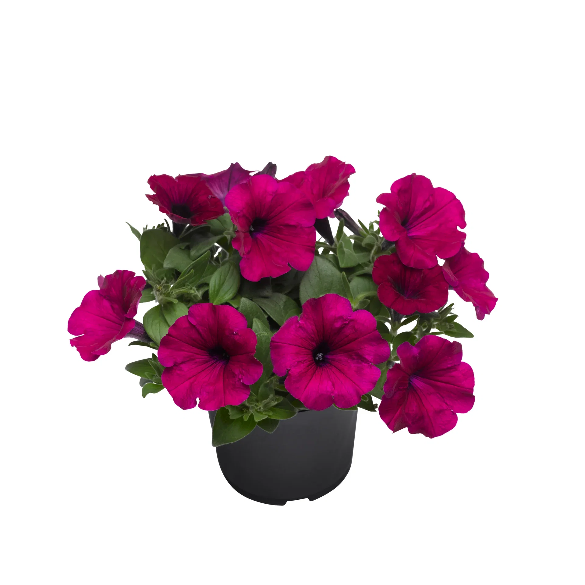 Petunia h. Purple 12 cm Petunia storblomstret Ø12 cm