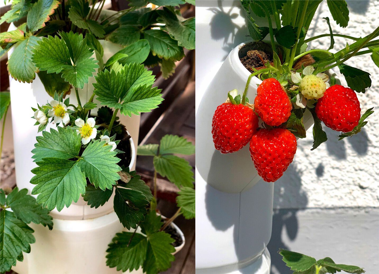 Pflanz-System Sissi Strawberry