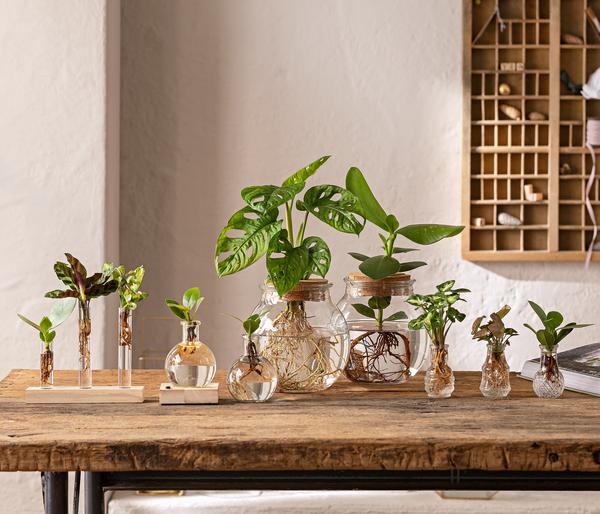 Waterplant-Set in Vasen, 3-teilig